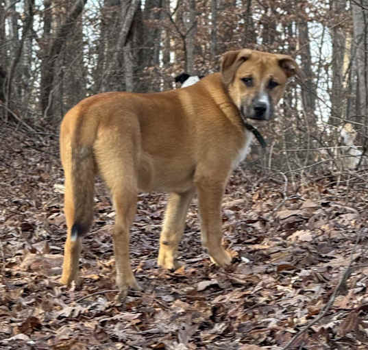 Photo of Rock Ruff