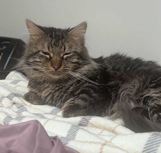 Photo of EZRA - Offered by Owner - Does well w/cats