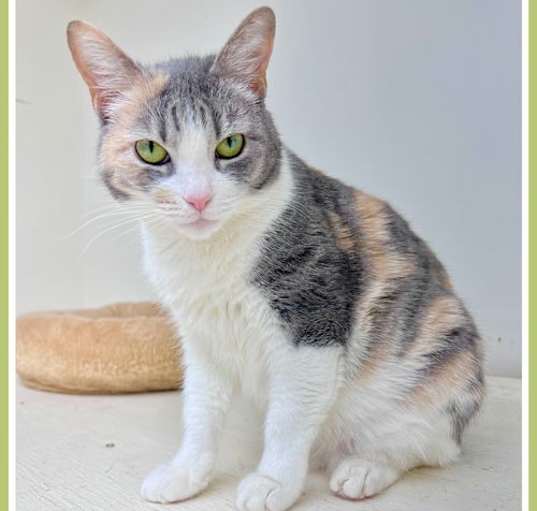 Photo of Trudy, Willow Grove, PA (FCID 11/4/2024-106)