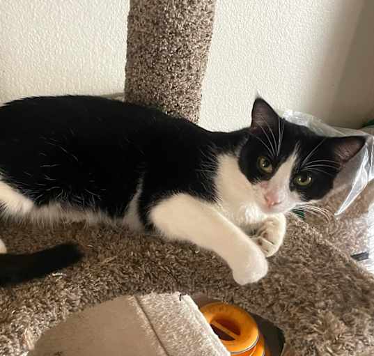 Photo of Little Cookie