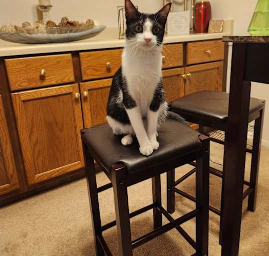 Photo of Oliver
