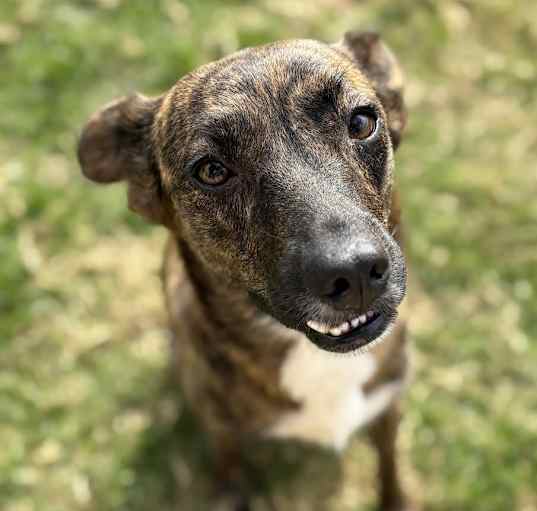 Photo of Cocoa