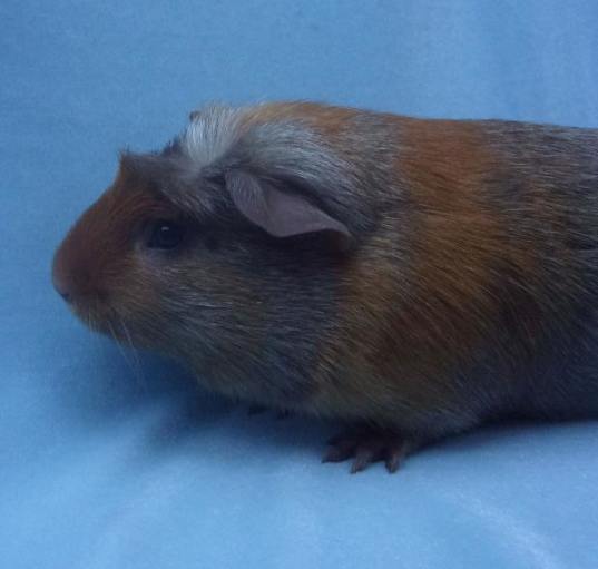 Photo of BENDITO