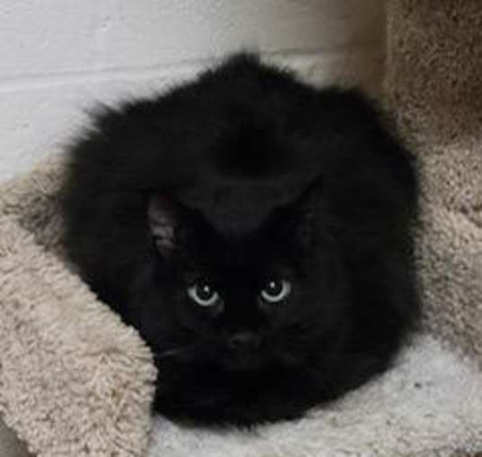 Photo of Kitty Bang Bang