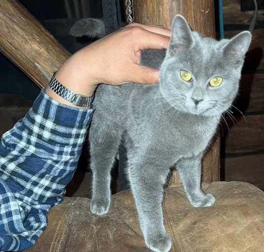 Photo of Blue