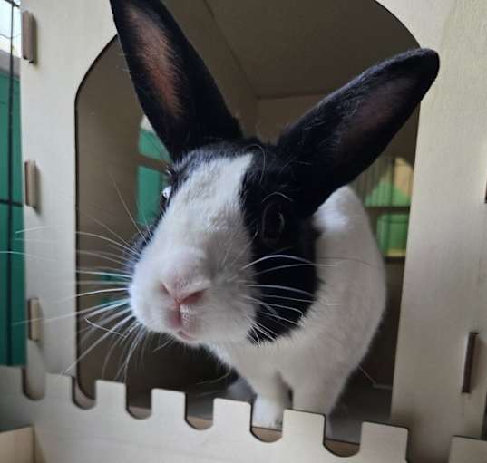 Photo of Lemon