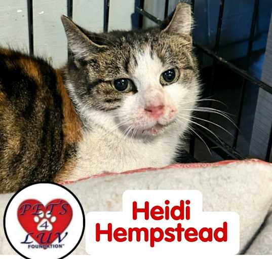 Photo of Heidi Hempstead