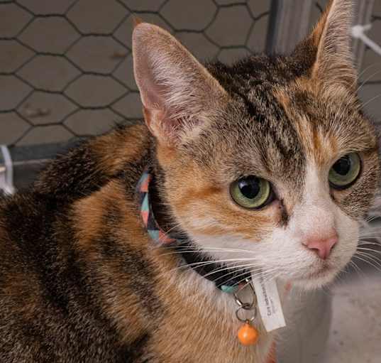 Photo of Momma Daisy *Wants to be your one and only pet!*