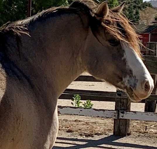 Photo of ODIN