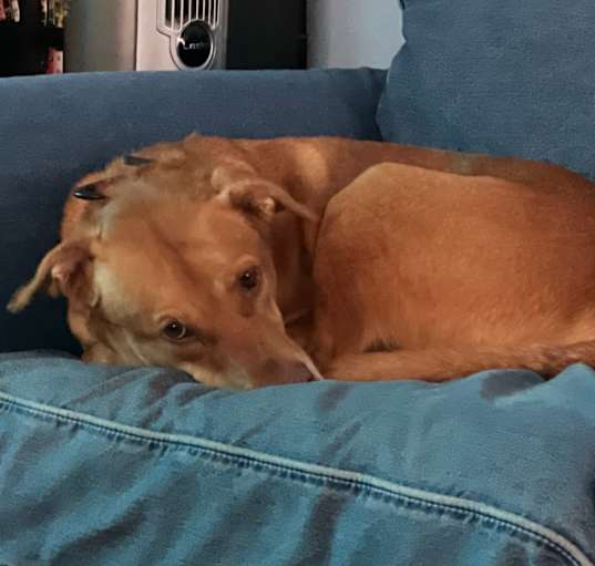 Photo of Cooper