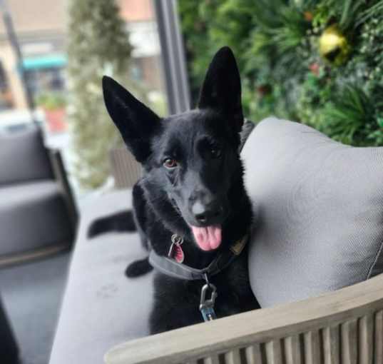 Photo of Misha Black