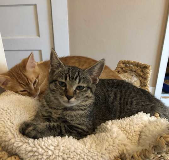 Photo of Sweetpea