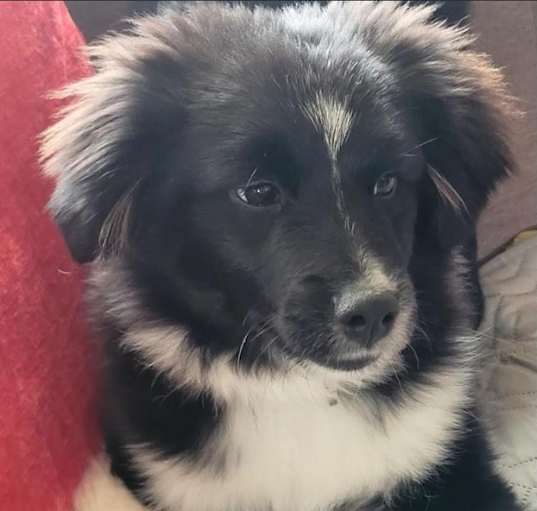 Photo of Gizmo