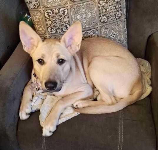 Photo of Scarlet