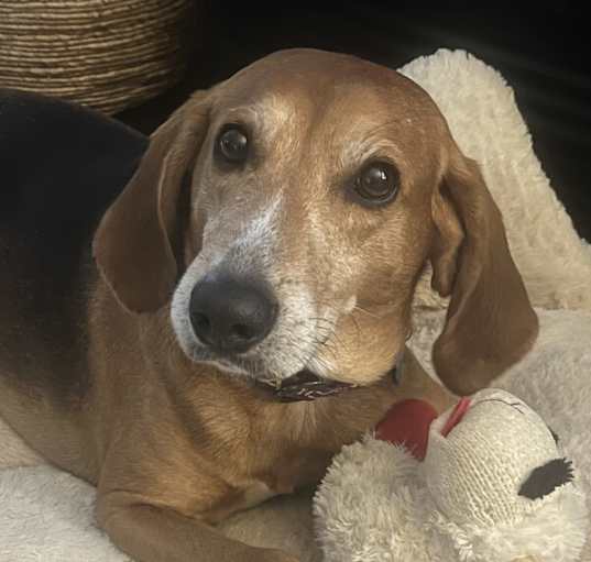 Photo of Jameson