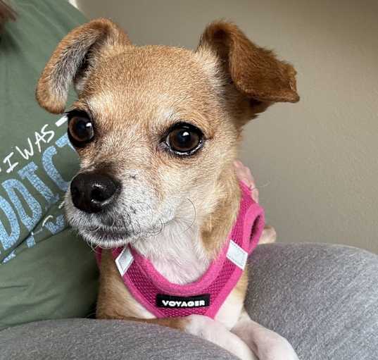 Photo of Shimmer