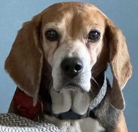 Photo of Sudie *Adopt or Foster*