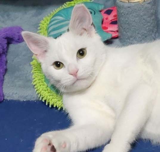Photo of Clarabelle