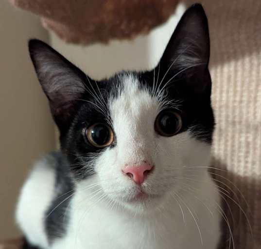 Photo of Curly