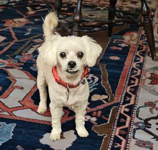 Photo of SAMMY
