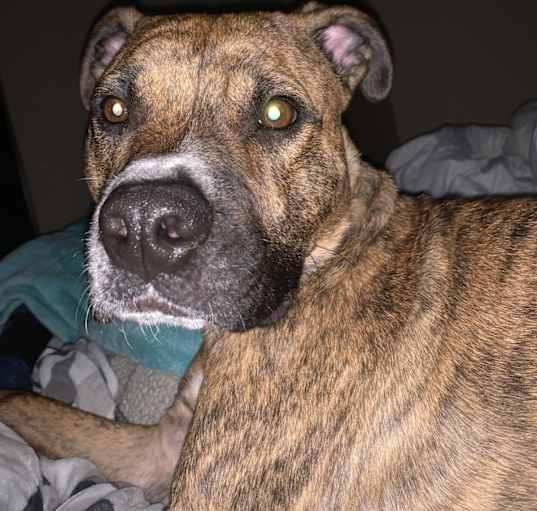 Photo of Bogey