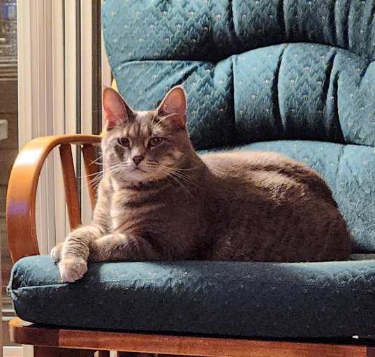 Photo of Fairlane (Laney)