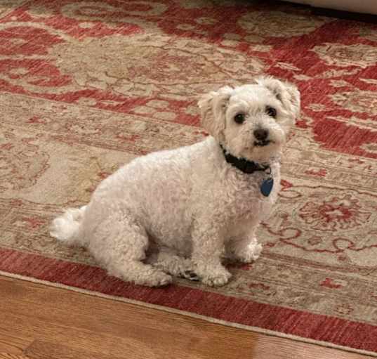 Photo of Snowball