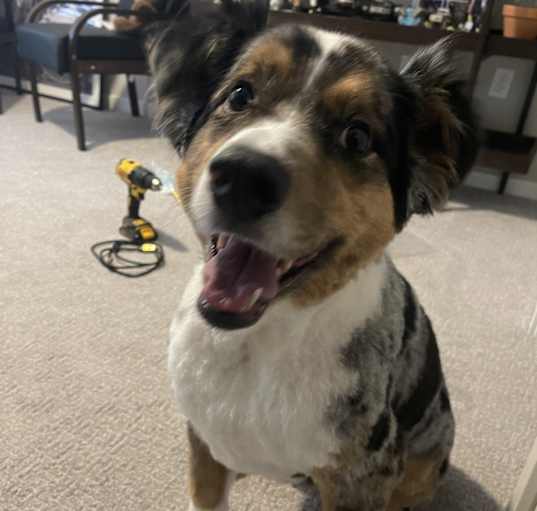 Photo of Cooper