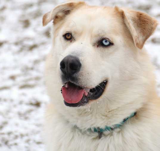 Photo of Rosco