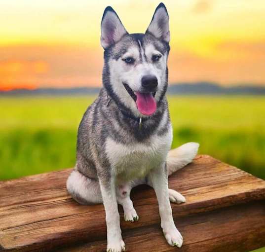 Photo of Apollo