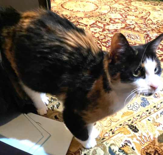 Photo of Sweet Matilda   (FIV Positive)