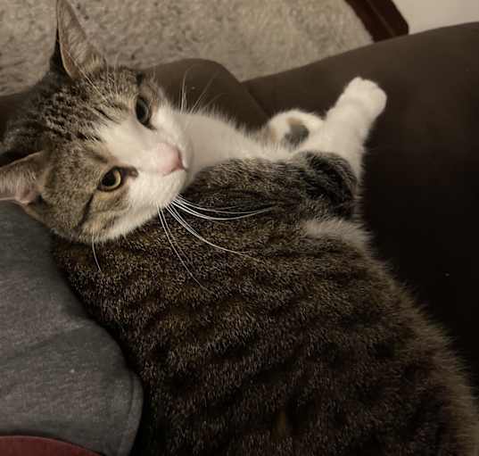 Photo of Mason