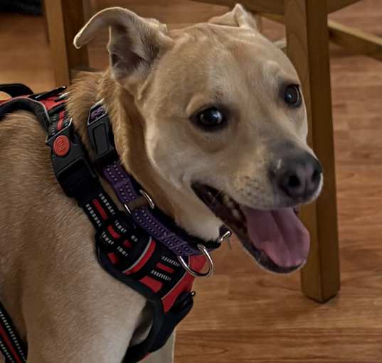 Photo of Penny