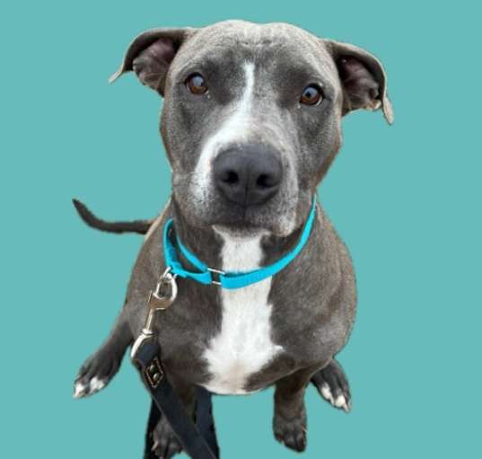 Photo of Juniper