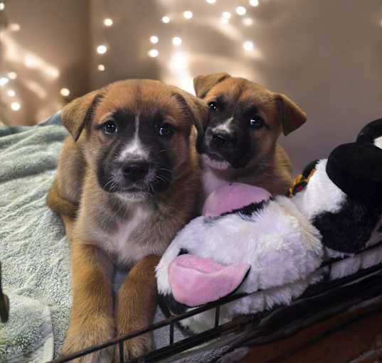 Photo of Dixie