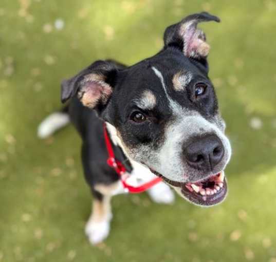 Photo of LADYBUG