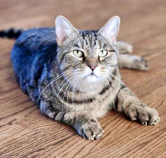 Photo of Harley