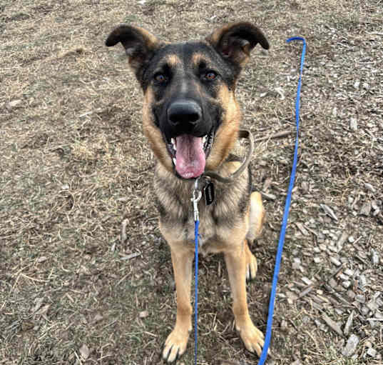 Photo of Scrappy