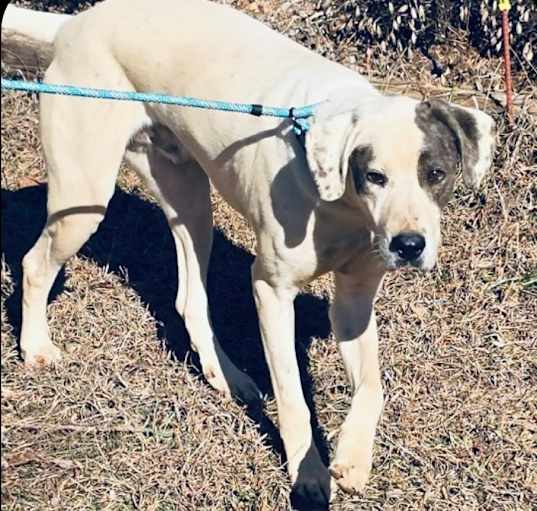 Photo of Rhodie
