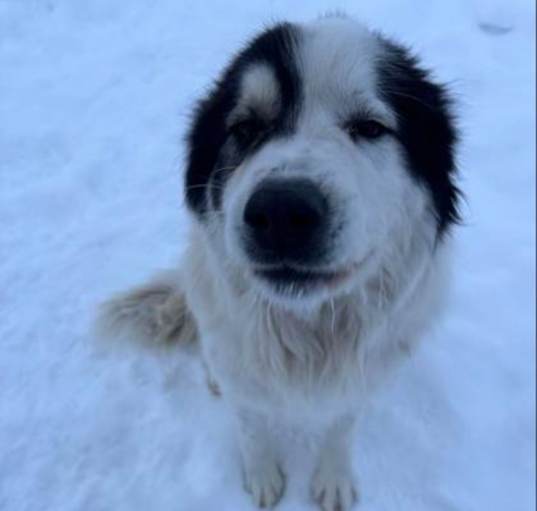 Photo of Ollie