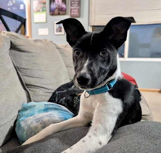 Photo of DASHER
