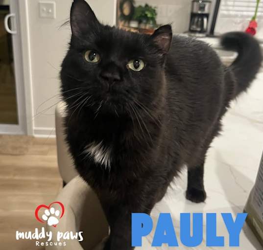 Photo of Pauly (Courtesy Post)