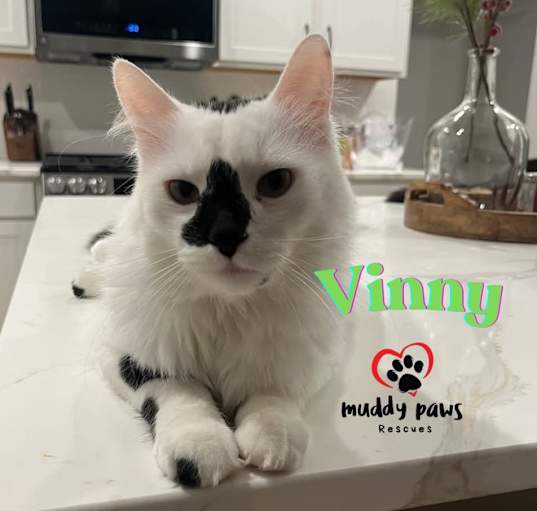 Photo of Vinny (Courtesy Post)