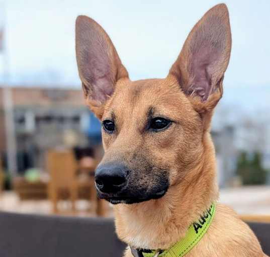 Photo of Chip