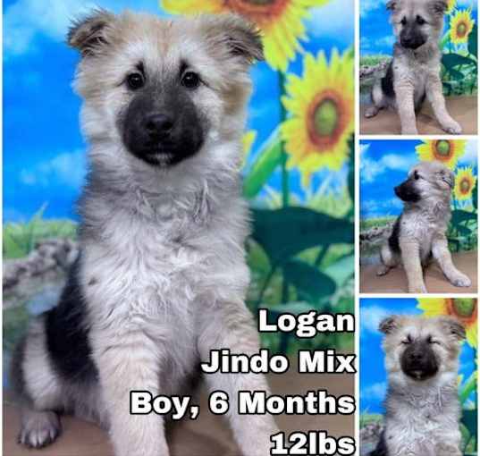 Photo of Logan from Korea