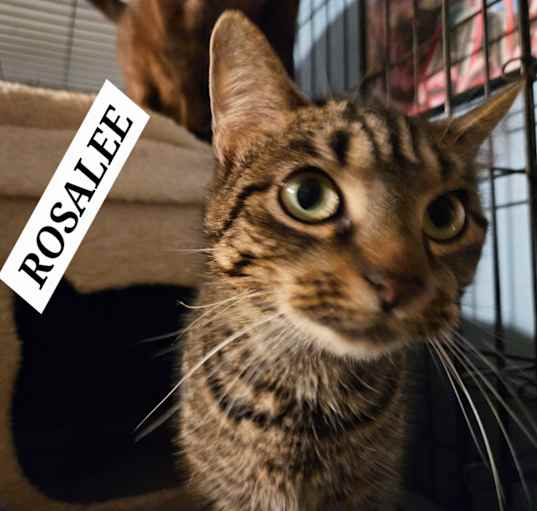 Photo of Rosalee
