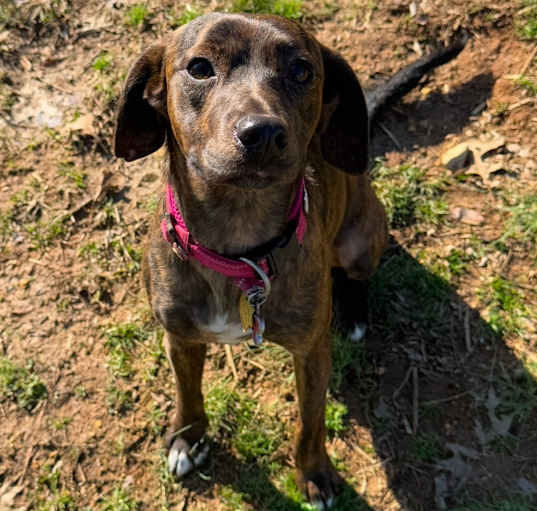 Photo of Annabelle