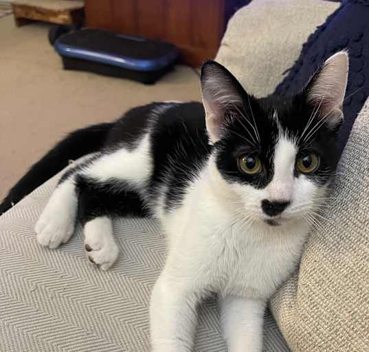Photo of Ross-Playful Cuddler