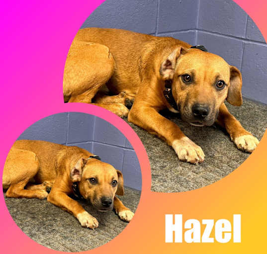 Photo of Hazel