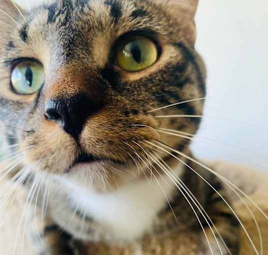 Photo of BUD